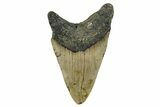 Bargain, Fossil Megalodon Tooth - North Carolina #274626-1